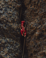 Set de Collar + Aretes Langosta