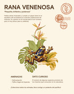 Set de 3 Pines Chocó